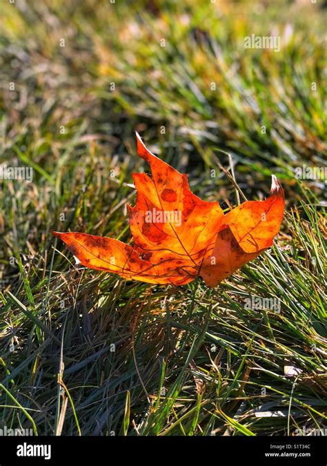 Leaf Falling Hi Res Stock Photography And Images Alamy