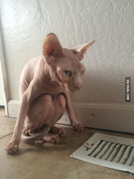 My Cat Does This When He Is Cold Funny Cute Hairless Cat