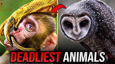Top 5 Dangerous Animals Youtube