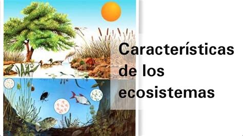 Caracter Sticas Generales De Los Ecosistemas Y Su Aprovechamiento