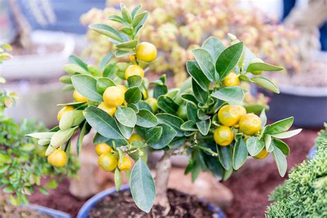 Growing Citrus Trees In Pots Kellogg Garden Organics
