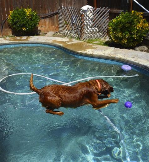 23 Perfectly Timed Dog Photos Dose Of Funny