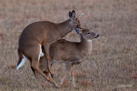 Country Captures Whitetail Breeding Continues