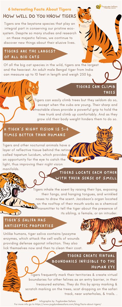 15 Interesting Facts About Tigers Facts About Tigers