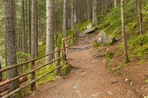 Inside A Typical Forest Of The Italian Alps A Path Brings You Lo Stock