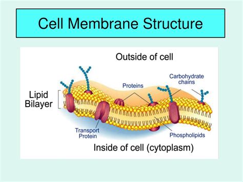 Ppt Unit 2 Part 1 Cell Structure And Function Membrane