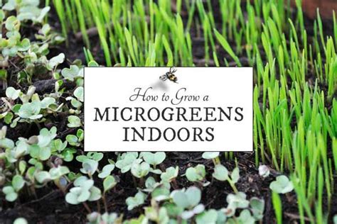 How To Grow Microgreens Indoors Empress Of Dirt Growing Microgreens