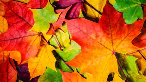 Обои листья 5k 4k 8k цвета осень Leaves 5k 4k Wallpaper 8k