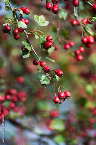 Sprig Of Red Hawthorn Berries Stock Photo And Royalty Free Images On