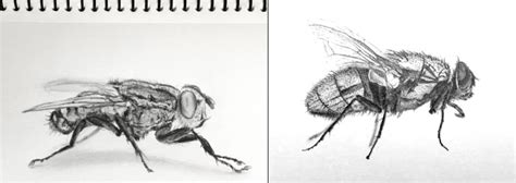 How To Draw Realistic Insects Ran Art Blog