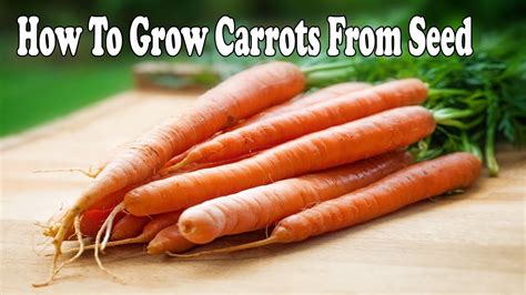 How To Grow Carrots From Seed Youtube