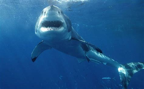 20 Most Horrific Shark Attacks In History Shark Attack Great White