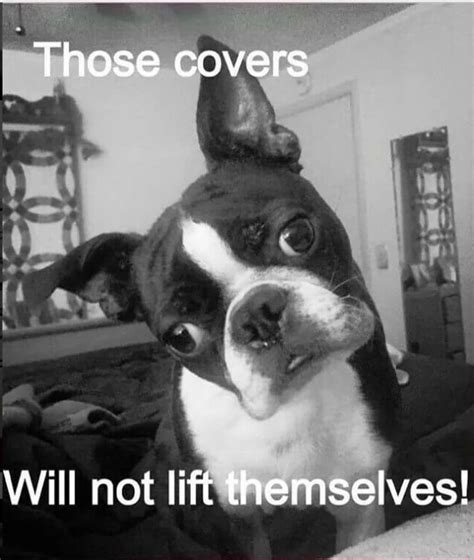 15 Funny Boston Terrier Memes That Will Make You Fall In Love With Them