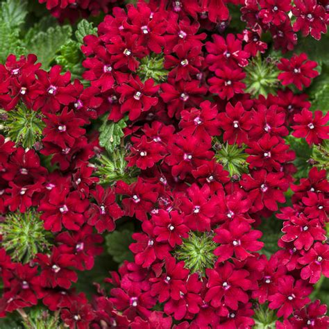 Superbena® Red Verbena Plant Addicts