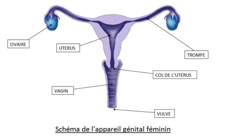 ÉlÈve En Piste Schéma De Lappareil Génital Féminin