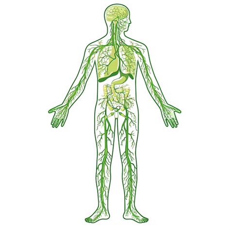 Premium Vector Lymphatic System Vector Illustration