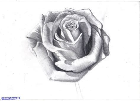 Realistic Rose Drawing at PaintingValley.com | Explore ... Your favourite drawing marker or pencil.