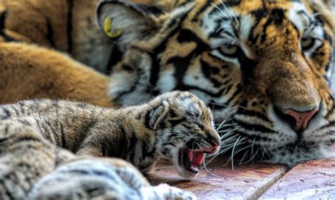 Tiger Cubs Wallpapers Hd Wallpapers High Definition