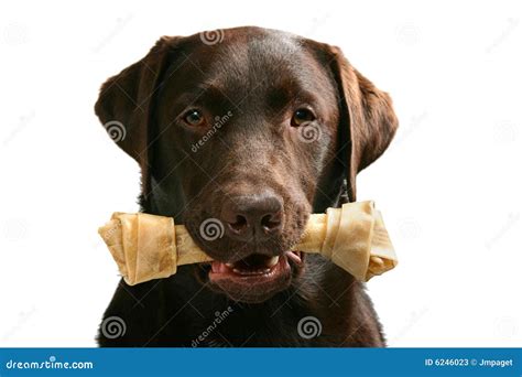 Dog Bone Happy Pet Stock Photos Image 6246023