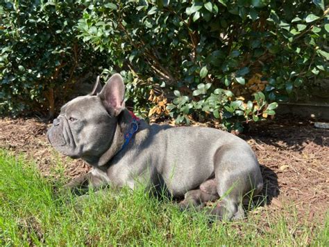 Frenchie pug breed information and pictures. RJ Frenchies, French Bulldog Stud in Charlotte, North Carolina
