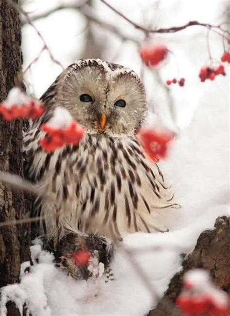 Winter Owl Cute Animals Beautiful Birds Beautiful Owl