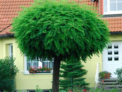 Maybe you would like to learn more about one of these? Ist das eine Kugelakazie? - Mein schöner Garten Forum