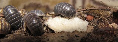 Should You Get Rid Of Woodlice Pill Bugs Dengarden