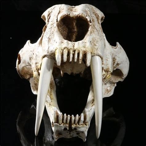 Wish Shopping Made Fun Tiger Skull Smilodon Skull