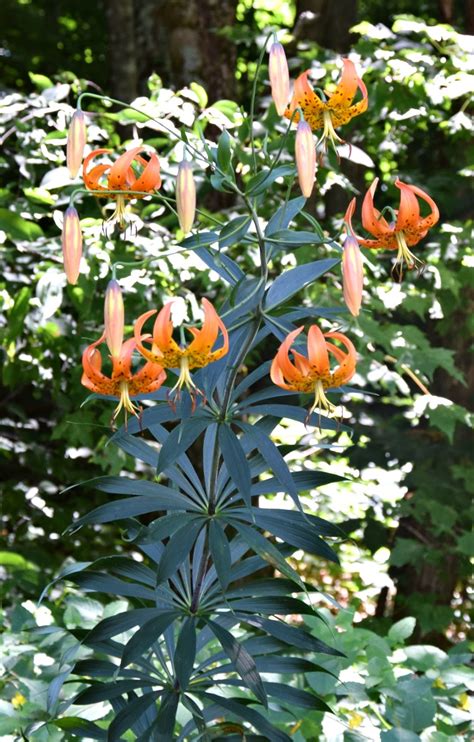 Using Georgia Native Plants Georgia Lilies
