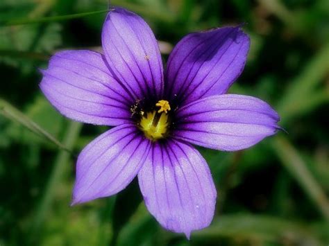 There are endless purple wedding flowers to choose from. Purple flowers names and photos