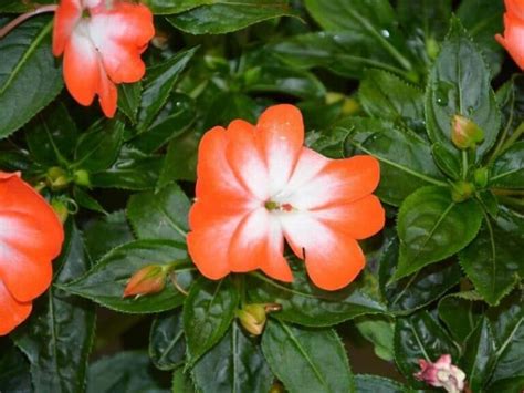 Top 32 Annual Flowers To Grow For A Year Round Colorful Garden Florgeous