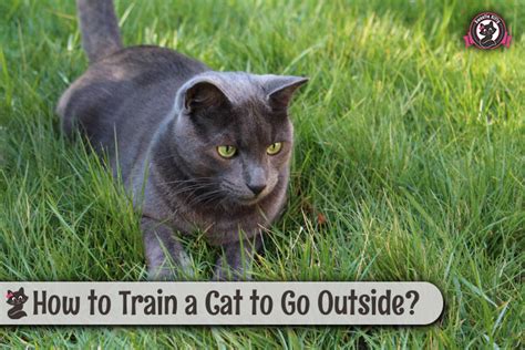 How To Train A Cat To Go Outside Sweetie Kitty 2018