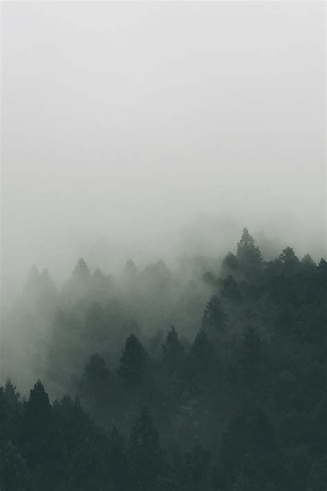 Forest Covered With Fogs Hd Phone Wallpaper Peakpx