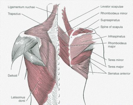 8 Great Back Workout Exercises of Legends - Body Building Craze