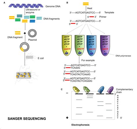 Sanger Sequencing Process A Genome Dna Is Cut Into Different Dna Download Scientific