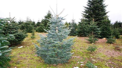 Die Schönsten Weihnachtsbaum Arten