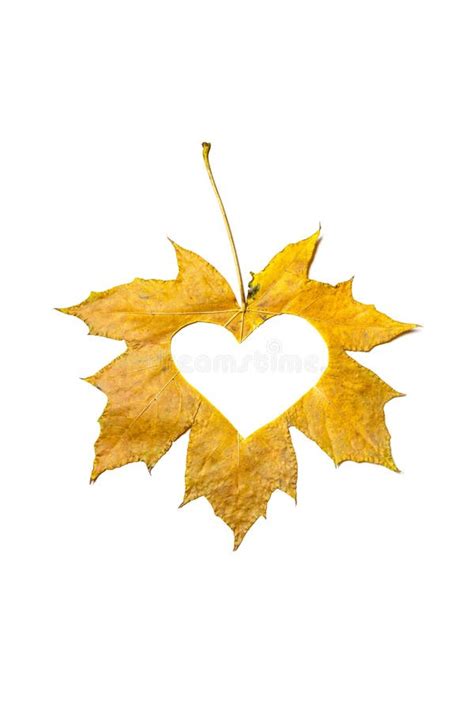 Heart Symbol Is Carved From Yellow Maple Leaf Stock Photo Image Of