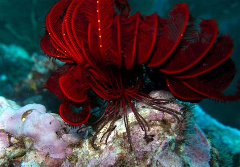 Love The Feather Stars And Pink Scorpionfish Description From