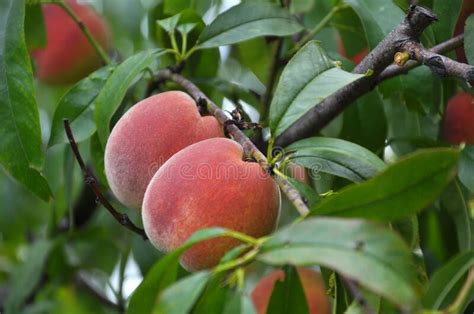 On The Tree Branch Ripe Peach Fruits Stock Image Image Of Nutrition