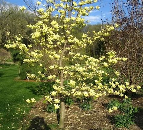 Maybe you would like to learn more about one of these? Ornamental Trees | Arbor Hills Tree Nursery | Best Prices ...
