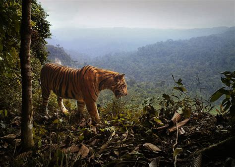 Learn about threatened animals such as blue whales and leatherback sea turtles. Sometimes Seeing More Endangered Tigers Isn't a Good Sign ...