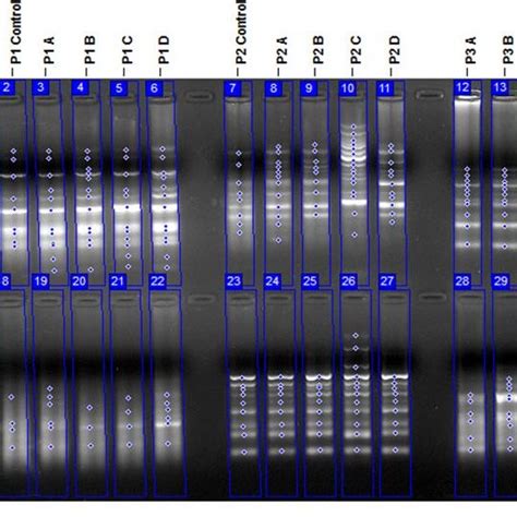 Randomly Amplified Polymorphic Dna Rapd Profiles Of Imazamethabenz