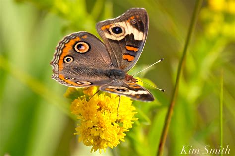Common Buckeye Butterfly Beauty On The Wing