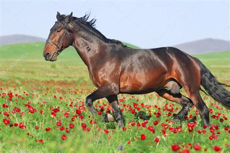 Beautiful Brown Horse Running Trot On Pasture — Stock