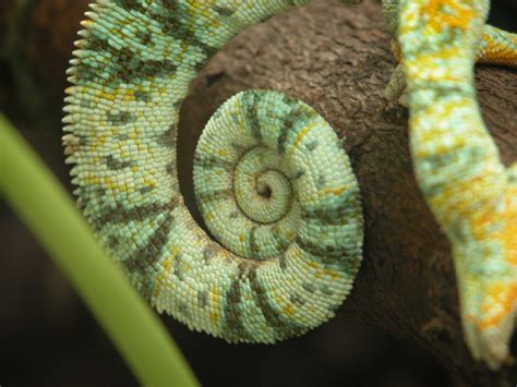 Image*After : photos : chameleon tail suse scale scales scaled curled