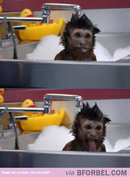 Giving A Monkey A Bath Monkeys Funny Cute Monkey Animals