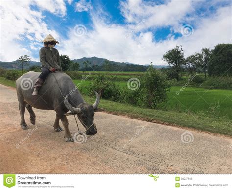 Vietnamese Woman Rides Buffalo Editorial Photography Image Of Ground
