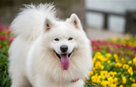 Why Is Samoyed So Expensive