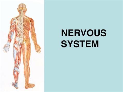 Ppt Nervous System Powerpoint Presentation Free Download Id70613