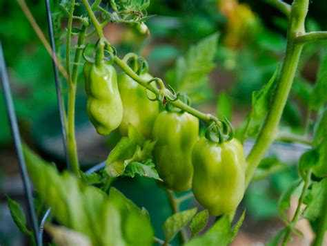 Determinate varieties (including bush varieties) reach a certain plant height and then stop growing. Less Noise, More Green: Determinate or Indeterminate ...